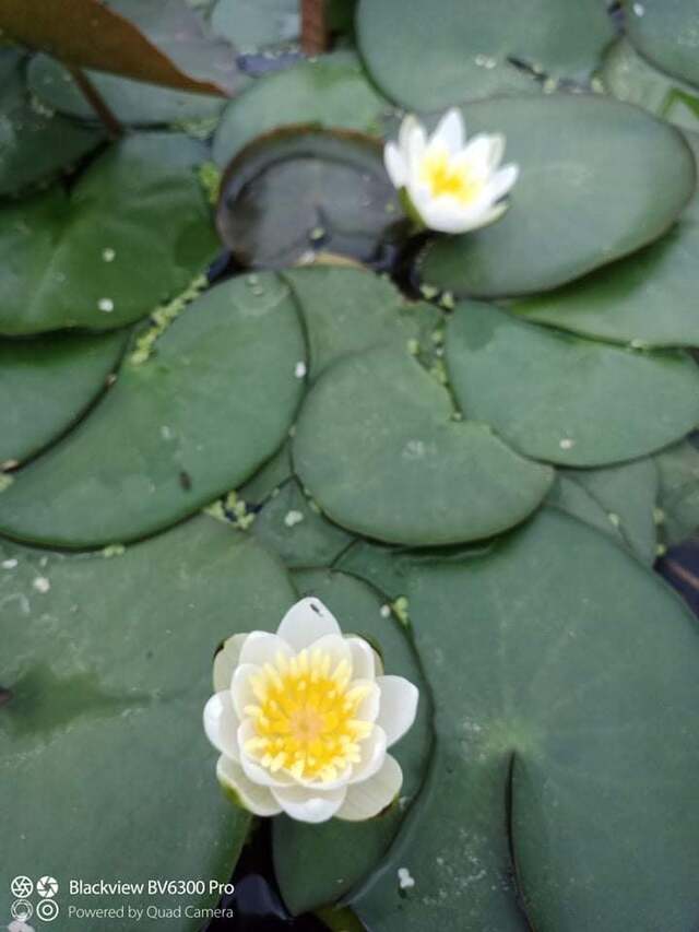 lilia wodna nymphaea alba na tle liści